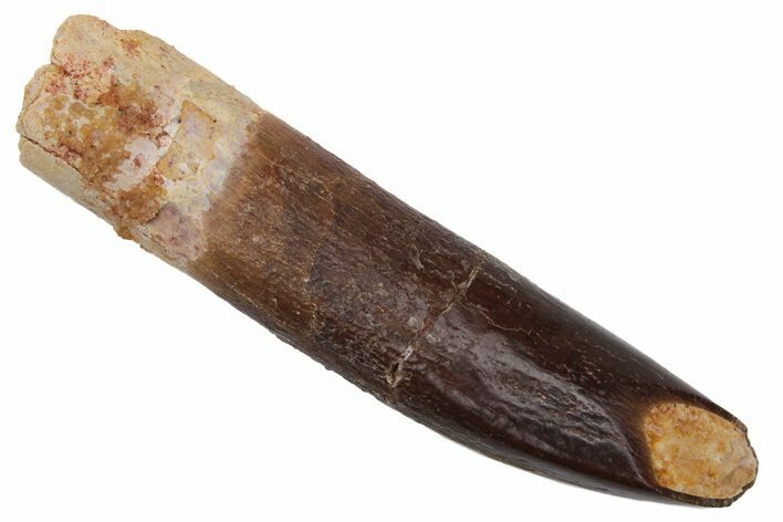 Fossil Sauropod Dinosaur (Titanosaur?) Tooth - Morocco #218376